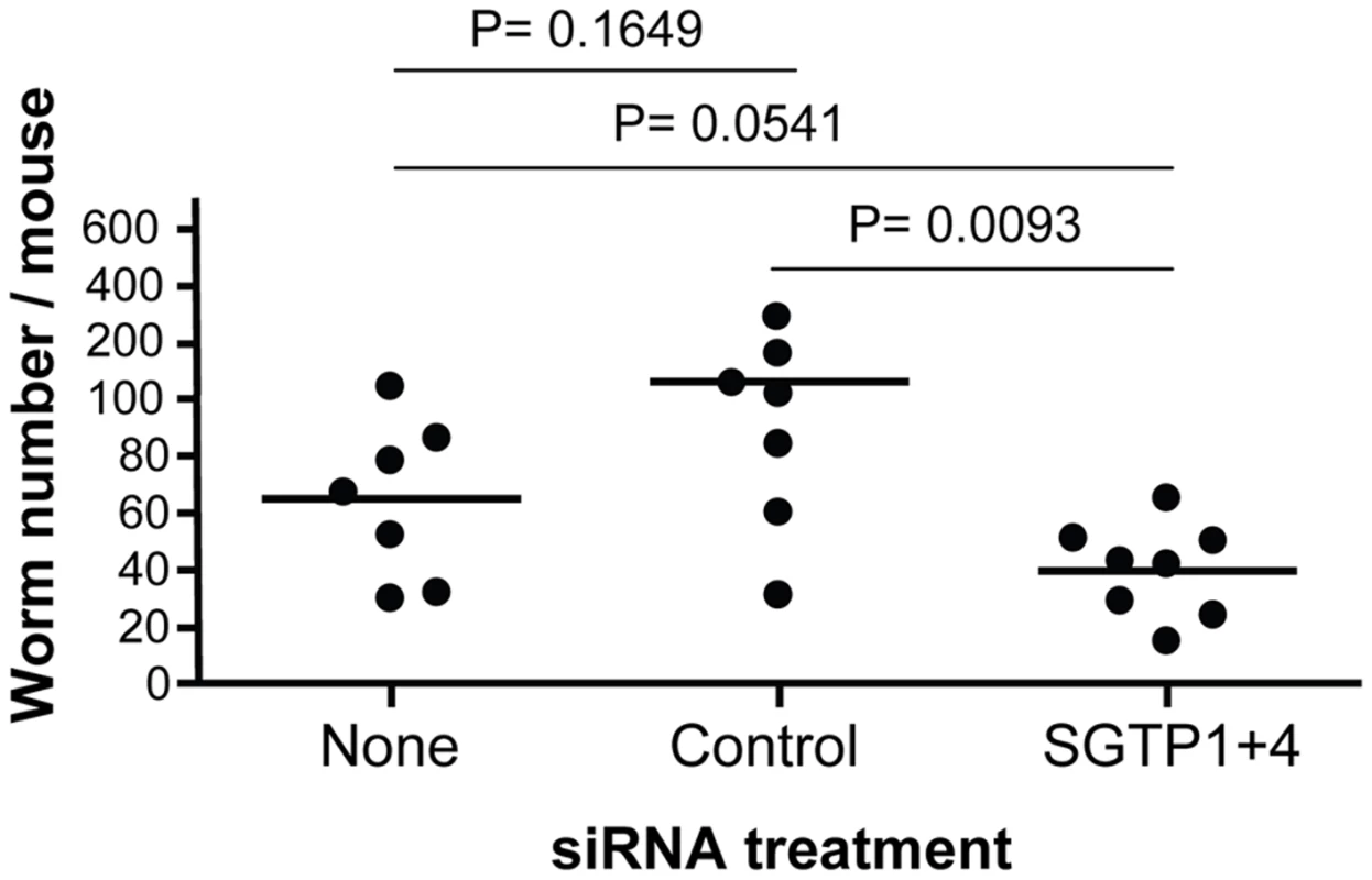 Schistosome survival <i>in vivo</i> in mice following treatment with SGTP siRNA.