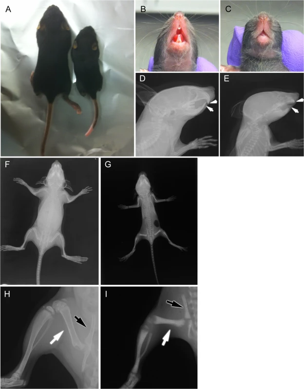 Morphological and radiographic examination of Snx10 KD mice.