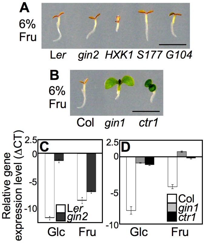 Differential seedling response to fructose signaling.