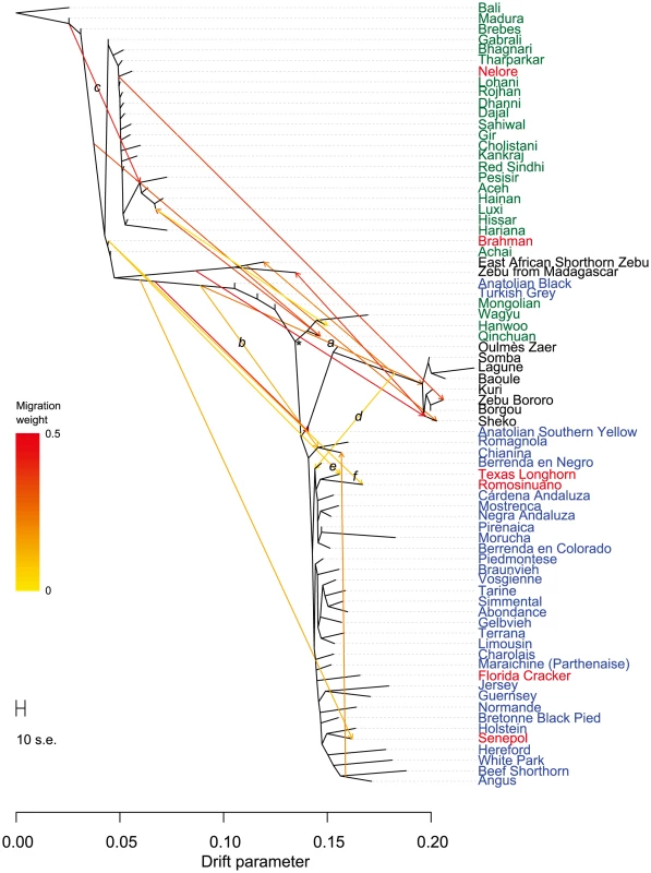 Phylogenetic network of the inferred relationships between 74 cattle breeds.