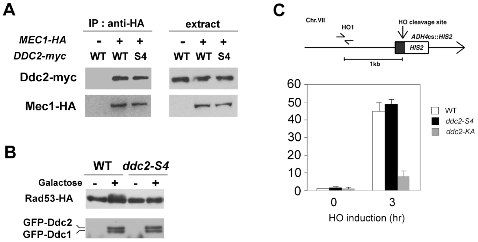 Effect of <i>ddc2-S4</i> on Mec1-Ddc2 interaction and Mec1 localization.