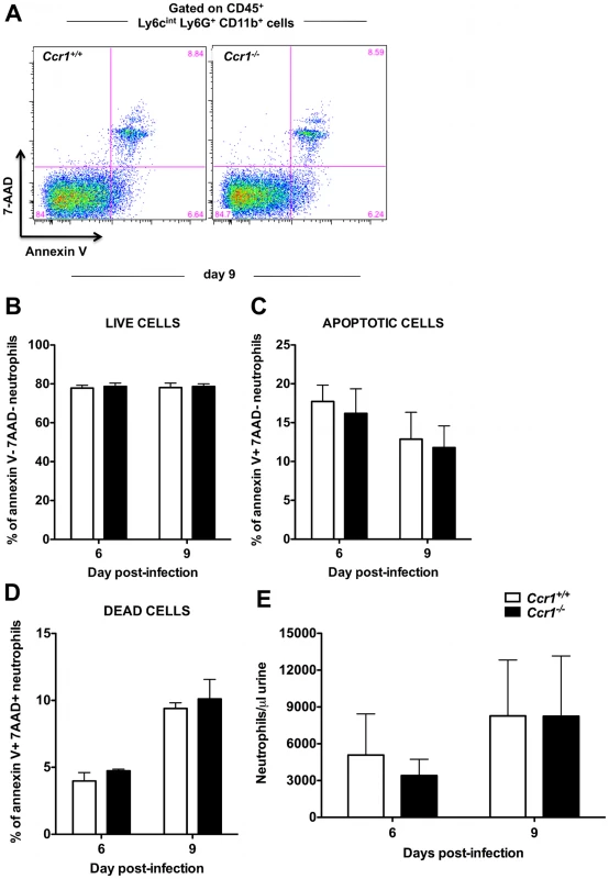 Ccr1 deficiency does not affect kidney neutrophil survival or efflux of neutrophils into the urine.