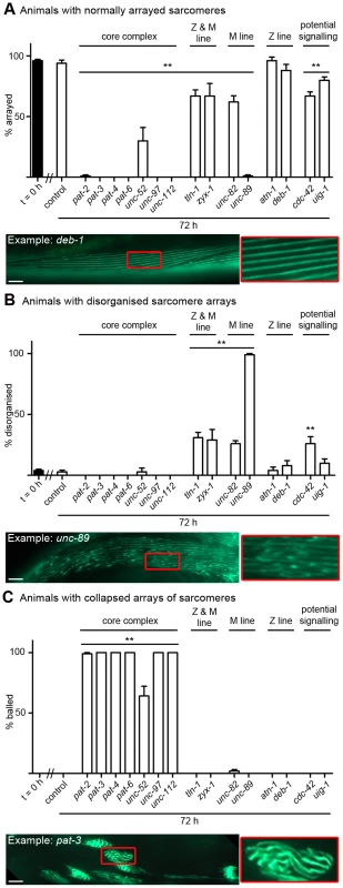 Acute loss of muscle attachment causes disorganisation and collapse of arrayed sarcomeres.