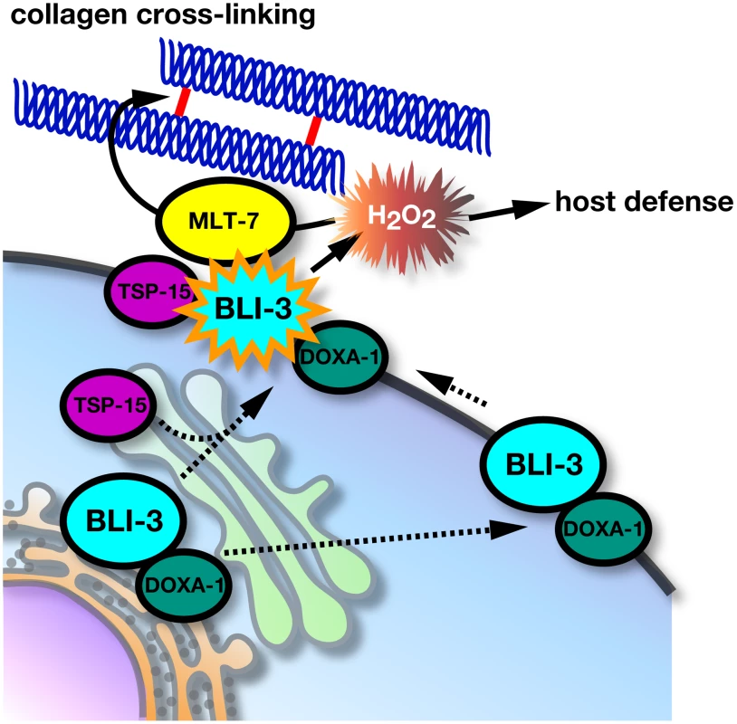 Molecular regulation of BLI-3 by TSP-15 and DOXA-1.