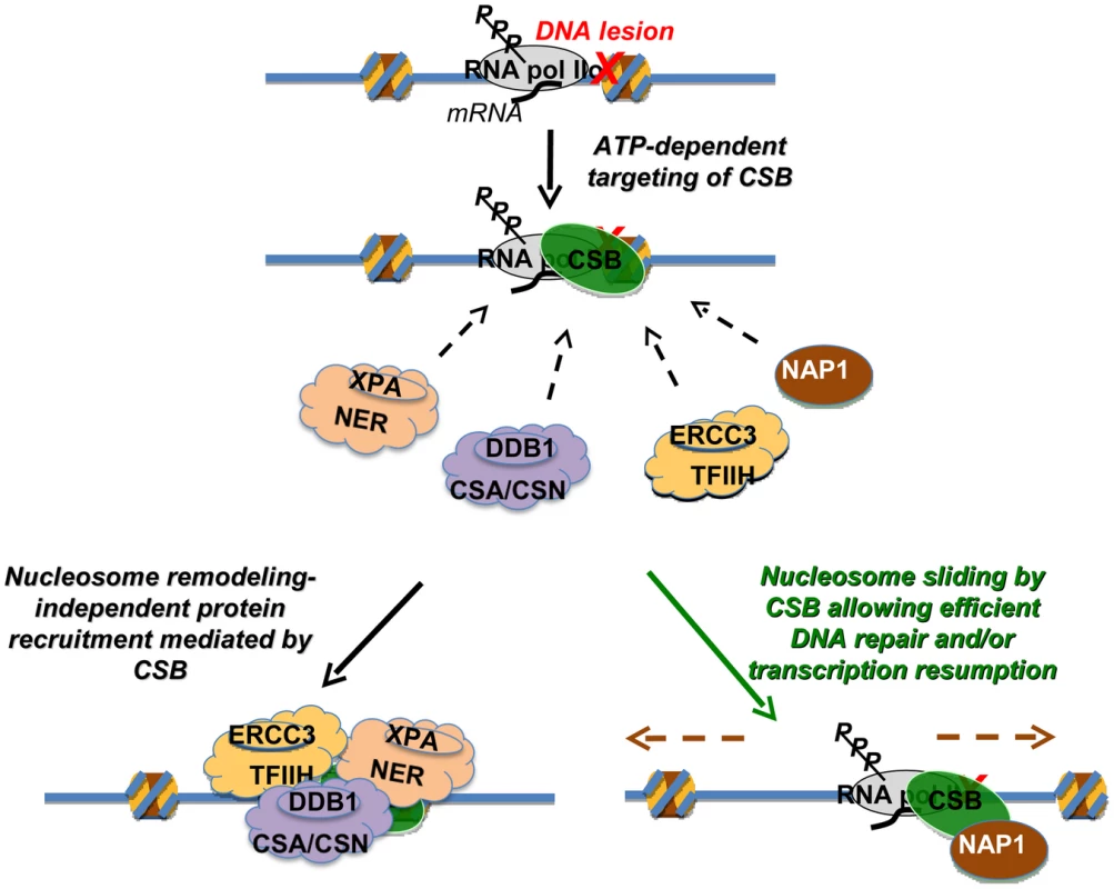 Model Depicting the Distinct Activities of CSB in Transcription-Coupled DNA Repair.