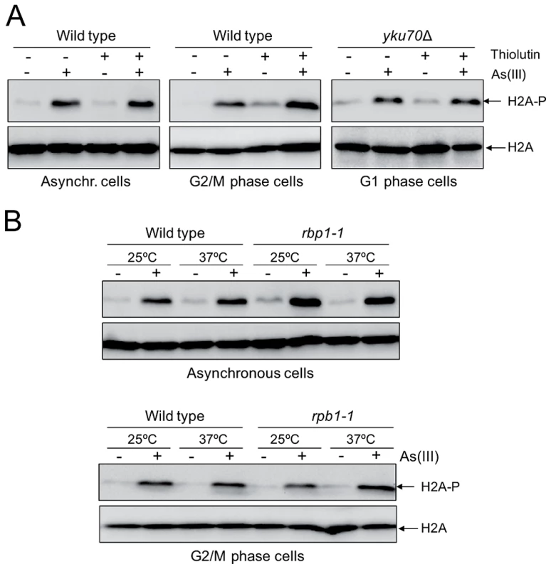 Transcription-independent DNA damage induction by As(III).