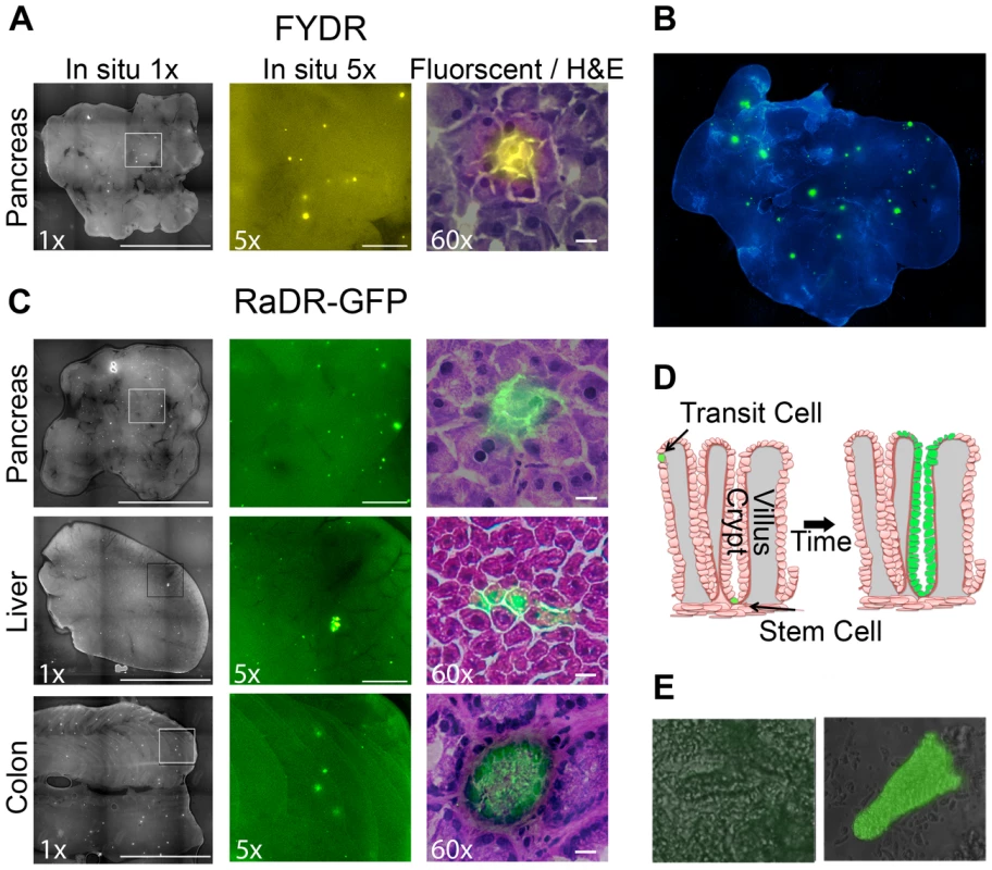 Fluorescence detection of recombinant cells within intact tissues of FYDR and RaDR-GFP mice and identification of the underlying cell types.