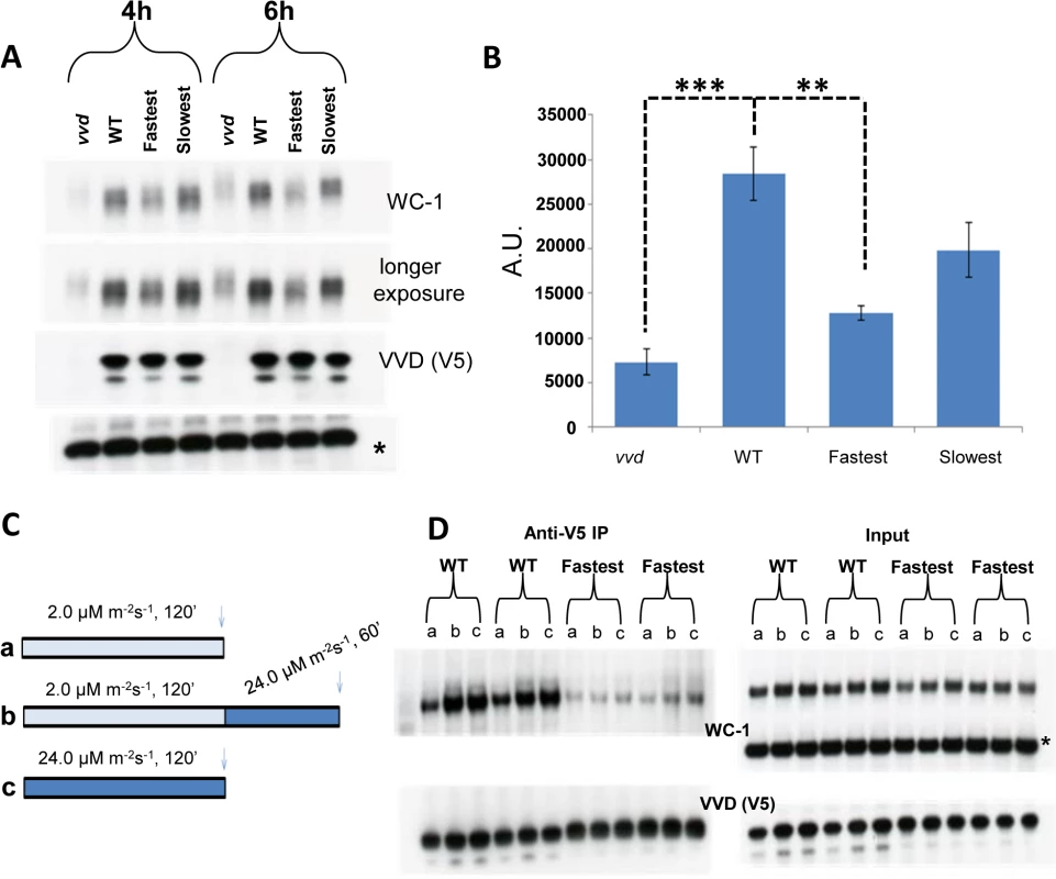Reduced VVD-WCC interaction influences WC-1 stability in the fastest photocycle mutant and the system’s ability to respond to changing light intensity.