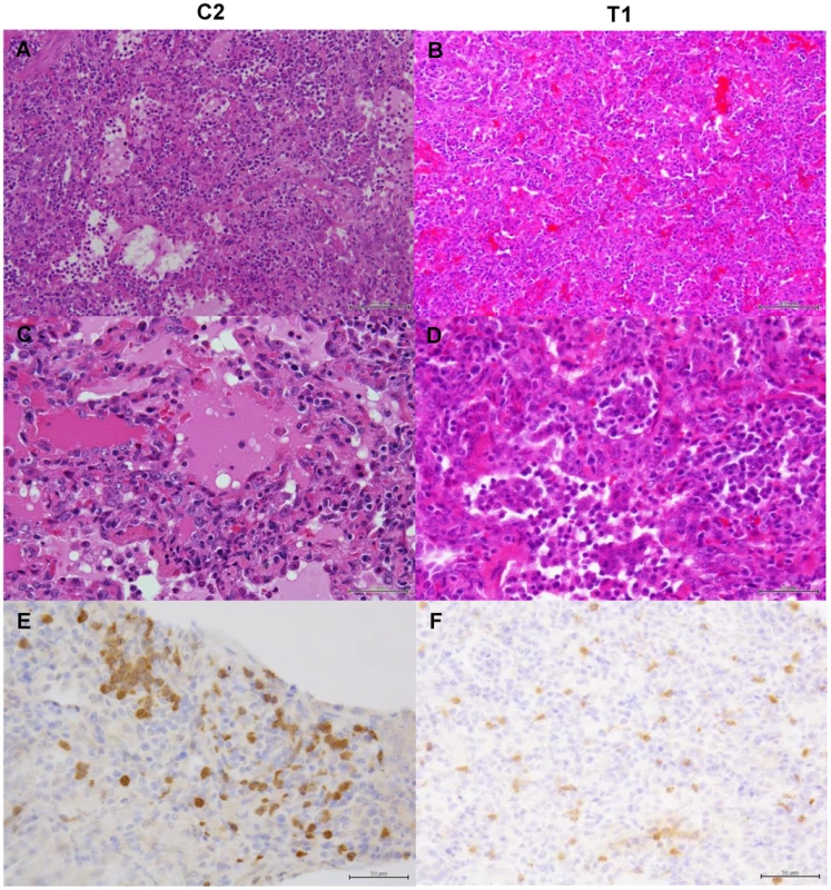 Histological analysis of pneumonia and distribution of viral antigens in immunocompetent macaques infected with VN3040.