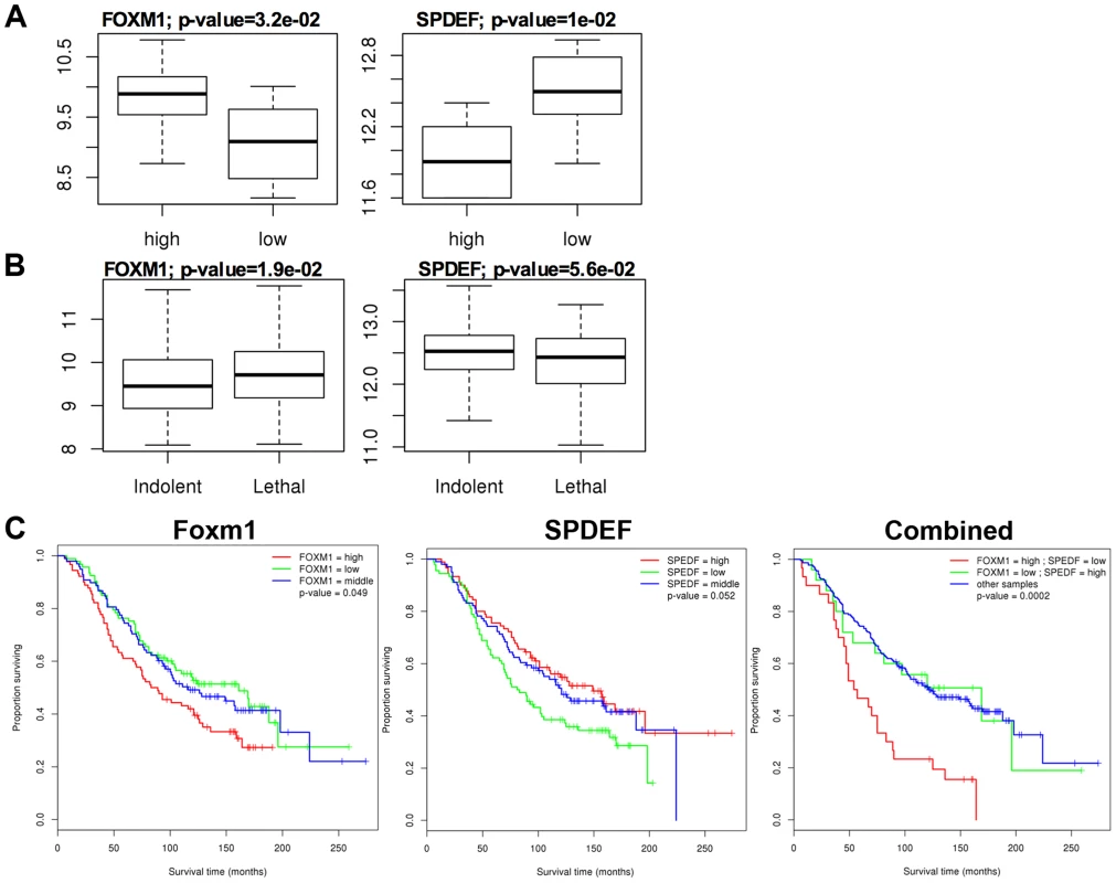 <i>SPDEF</i> expression is inversely correlated with <i>Foxm1</i> expression in human prostate cancer and of prognostic value for the prostate carcinoma patient survival.