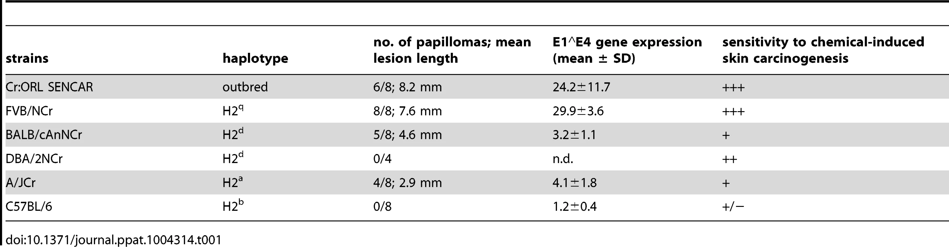 Summary of papilloma development under cyclosporin A treatment in different murine strains.