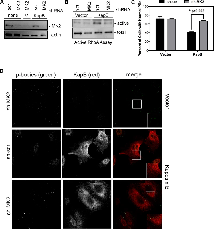 KapB-mediated activation of RhoA-GTPase and PB dispersal requires MK2.