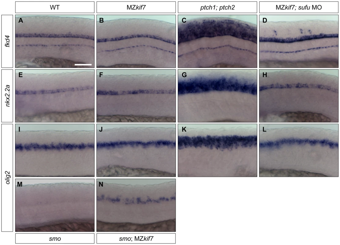 Hh target gene regulation in the neural tube is largely independent of Kif7 and Sufu function.