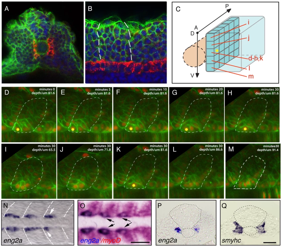Distinct muscle precursor populations within the adaxial compartment.