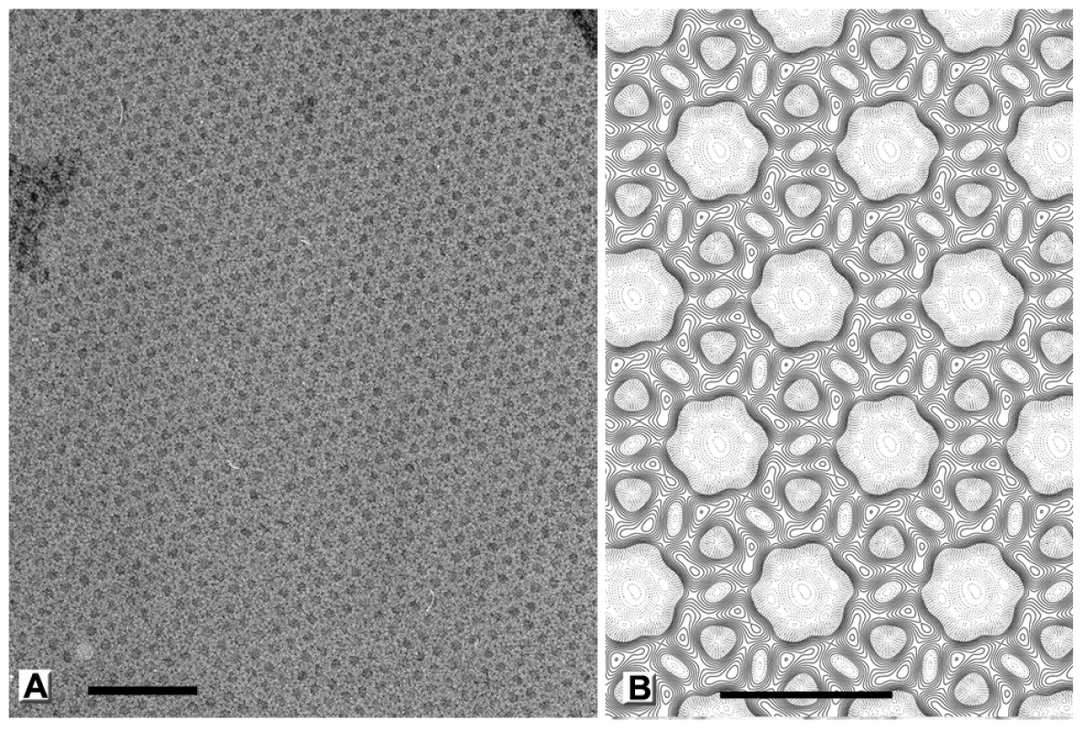 Honeycomb lattice formed by D13 on artificial membranes.