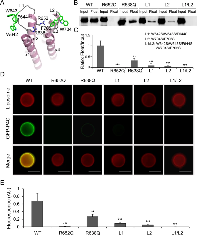 Determinants of PI(4)P recognition and membrane targeting by the P4C domain.
