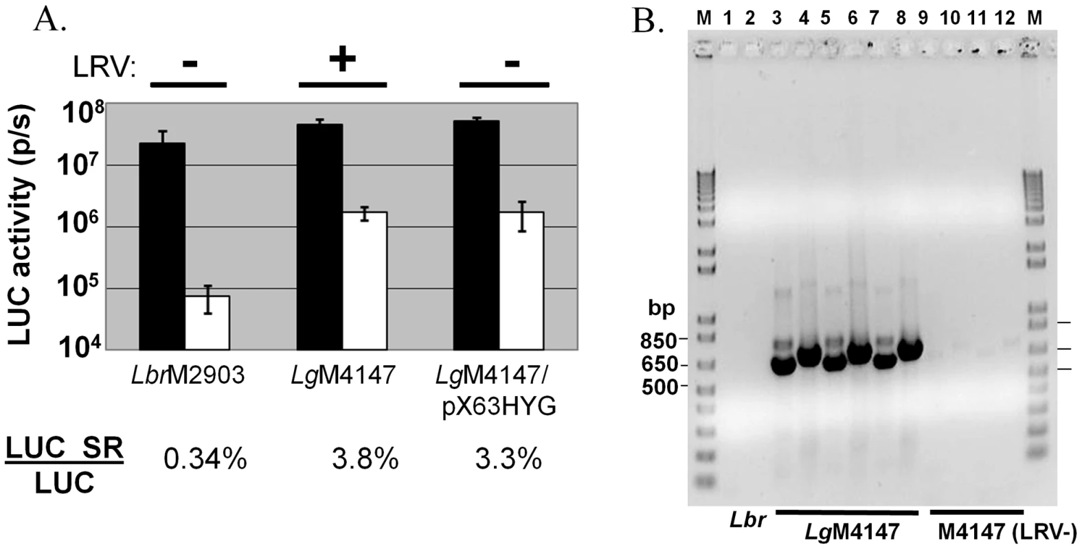 Efficiency of RNAi is reduced in <i>L. guyanensis</i> M4147 independent of LRV status.