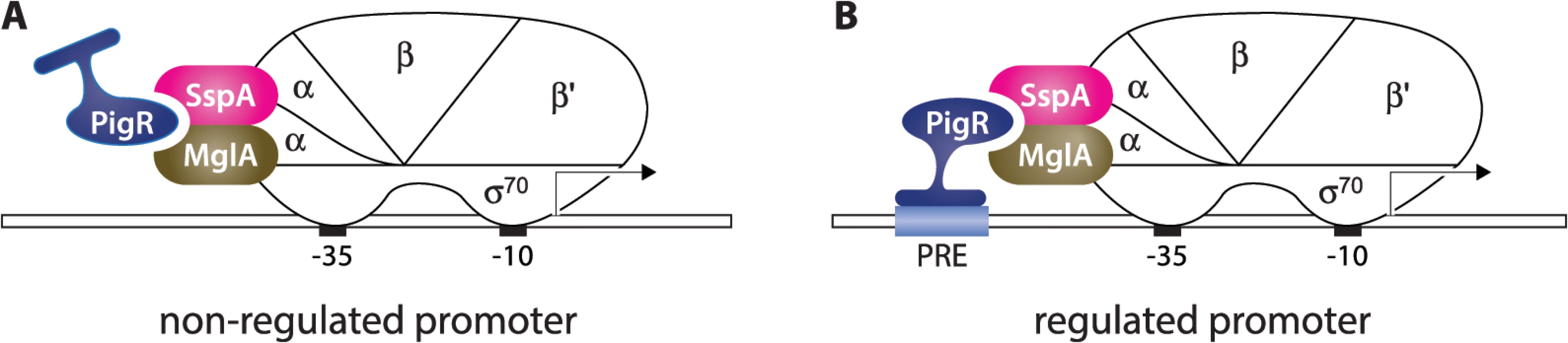 Model for how PigR functions coordinately with the MglA-SspA complex to positively control the expression of genes.