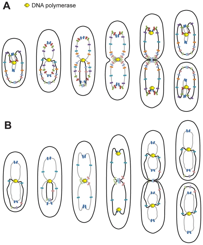 Proposed model for <i>P. aeruginosa</i> chromosomal organization.