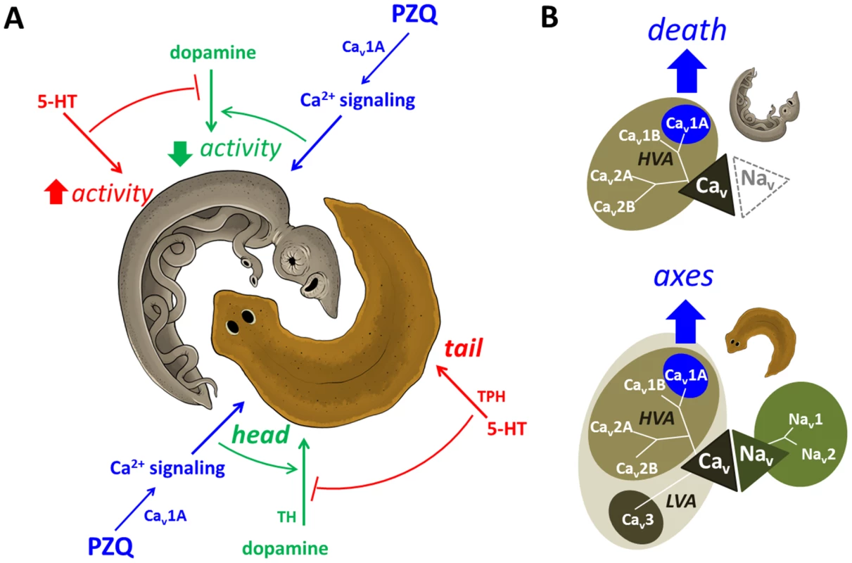 Death and axes: phenologous responses evoked by PZQ in different organisms.
