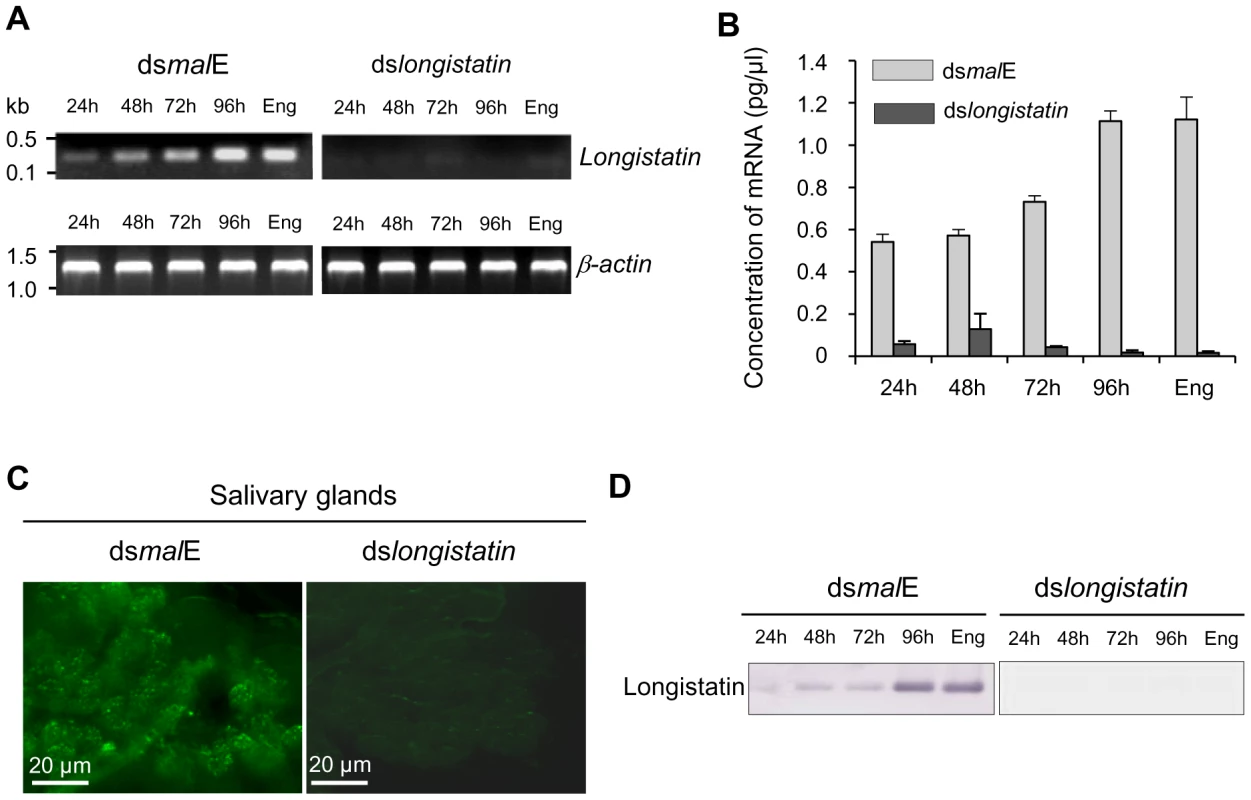 Post-transcriptional silencing of longistatin-specific gene in adult ticks by injecting dsRNA.