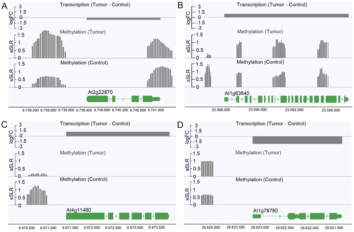 Differences in the degree of methylation in upstream regions correlate with differential transcription.