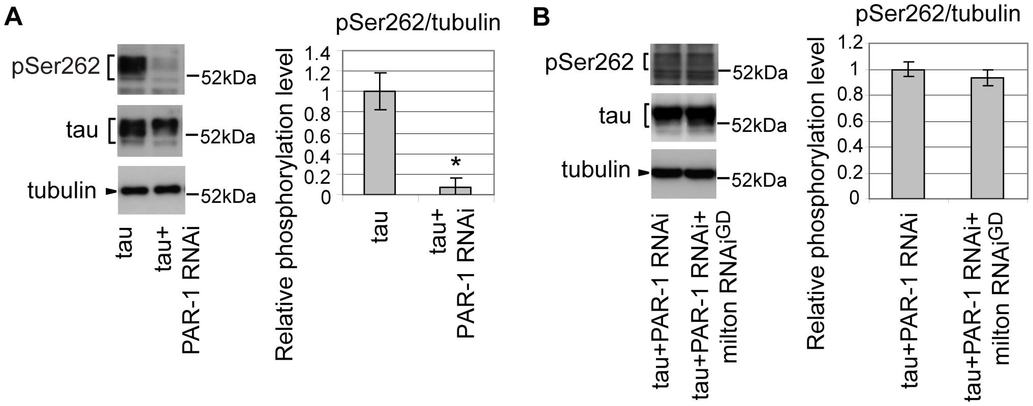PAR-1 mediates the increase in tau phosphorylation at Ser262 caused by milton knockdown.
