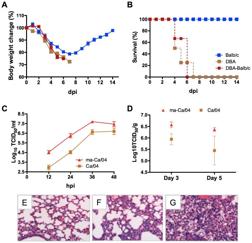 Generation of an H1N1pdm virus lethal for Balb/c mice.