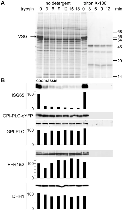 GPI-PLC is not sensitive to trypsin digest in live cells.