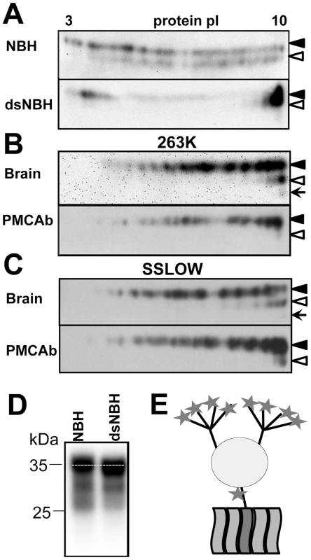 2D analysis of PrP<sup>C</sup> and brain- and PMCAb-derived PrP<sup>Sc</sup>.