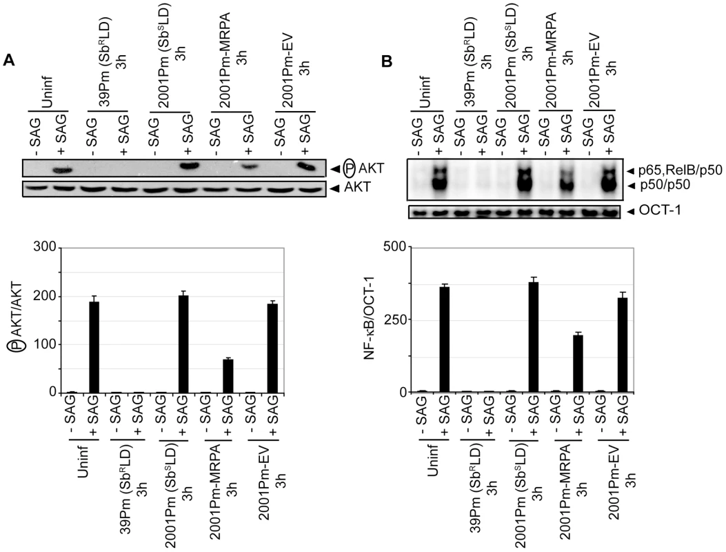 2001Pm-MRPA but not 2001Pm inhibits SAG-induced AKT phosphorylation and DNA binding activity of NF-κB.
