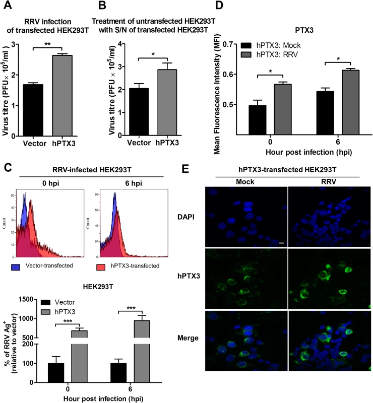 PTX3 enhances RRV replication and viral entry.