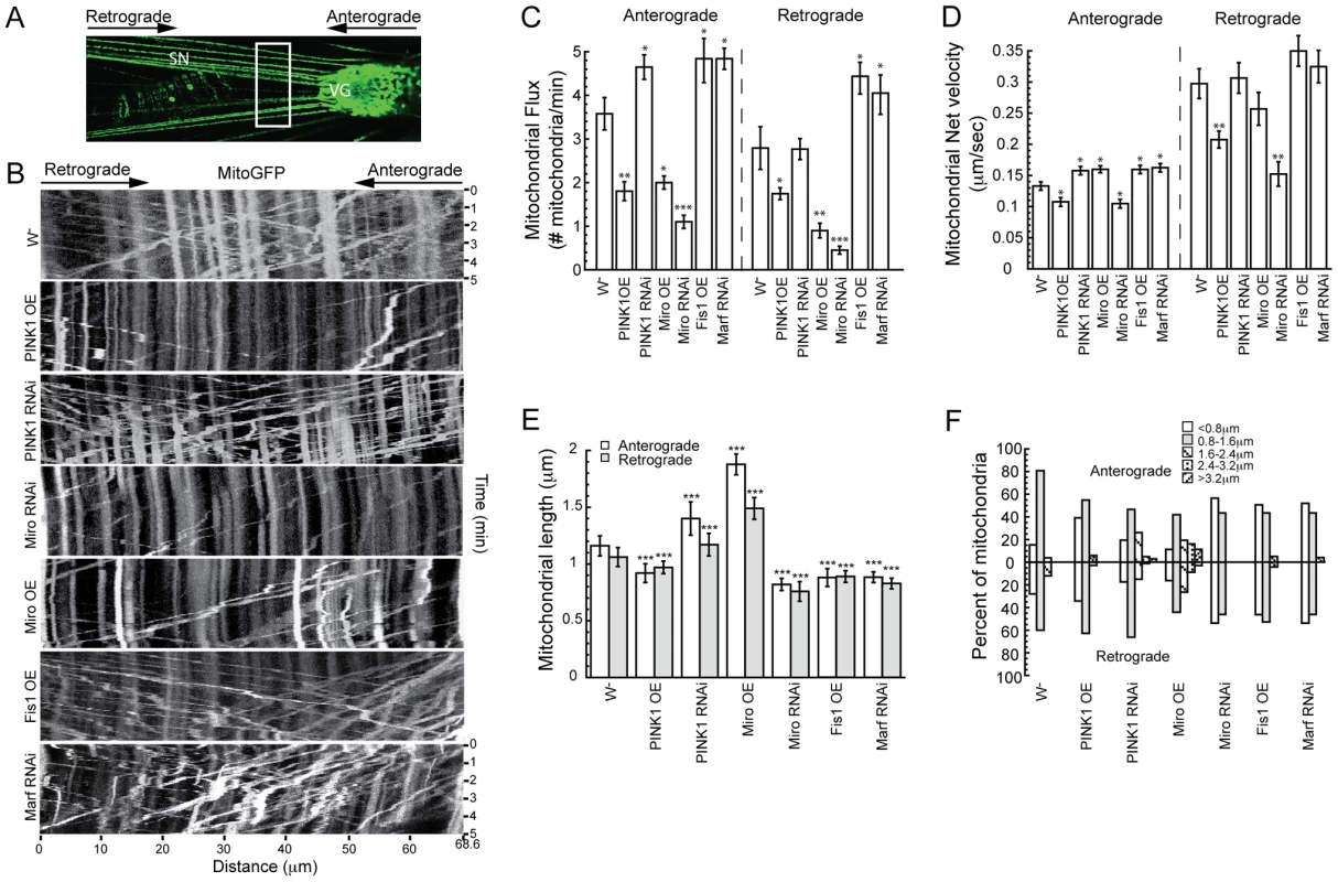 PINK1 regulates mitochondrial motility in <i>Drosophila</i> larval motor neurons.