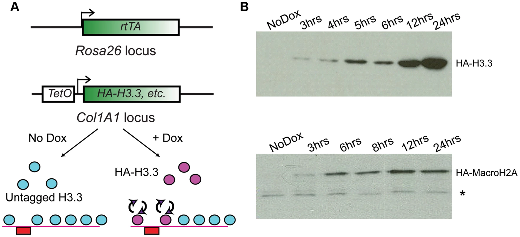 Generation of ES lines carrying inducible HA-tagged histones.