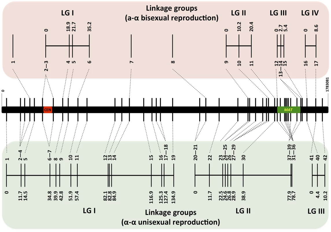 Genetic maps based on analysis of α-α unisexual and a-α bisexual reproduction meiotic progeny.