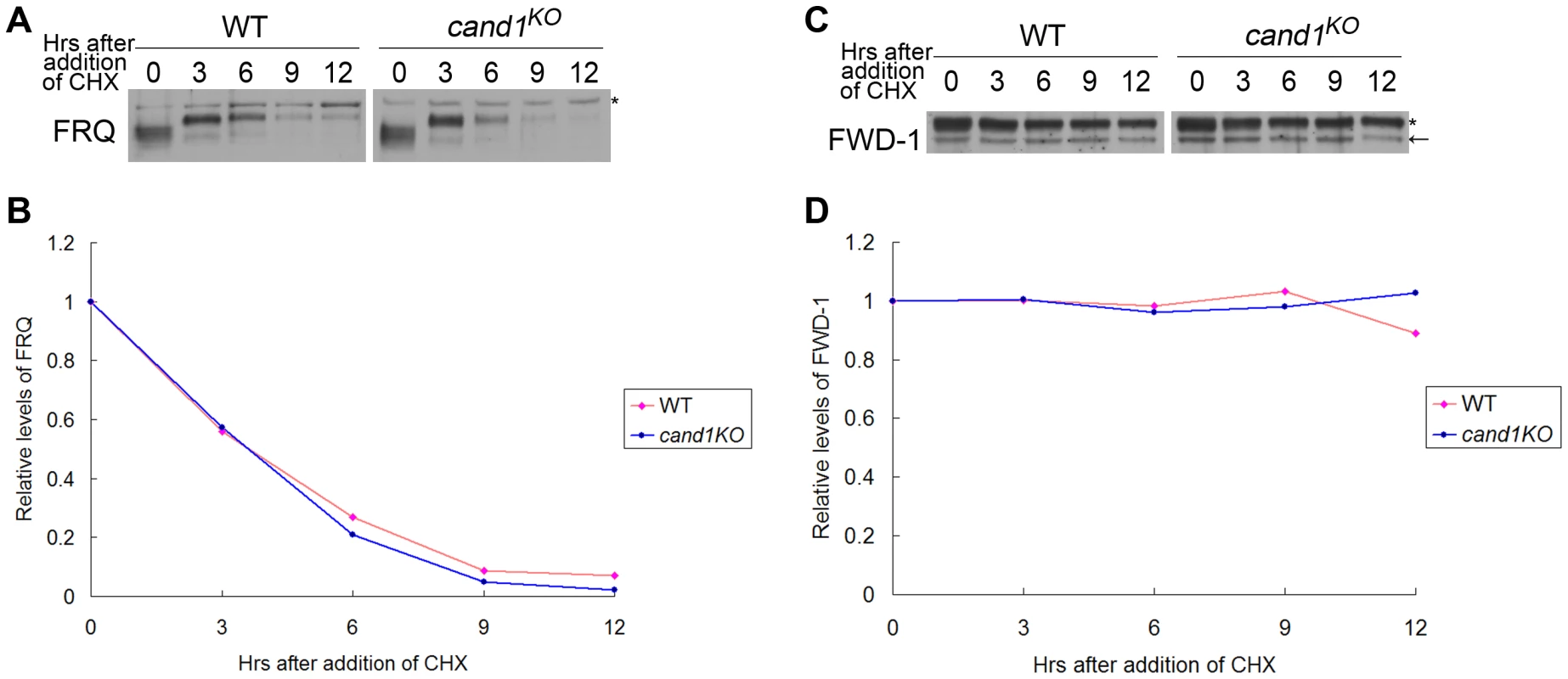 CAND1 is not required for regulation of the SCF<sup>FWD-1</sup> ubiquitin ligase.