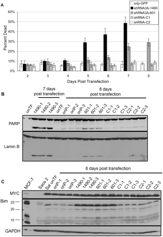 Reduced EBNA-3A expression is associated with increased expression of Bim and cell death.