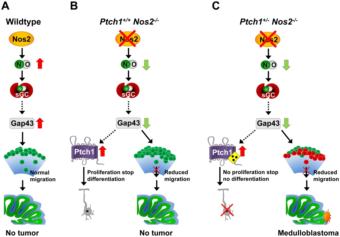 Proposed mechanism promoting MB development by <i>Nos2</i> inactivation in <i>Ptch1</i>-mutant mice.