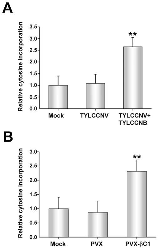 TYLCCNB, or βC1 expression, globally reduces cytosine methylation in the host genome.