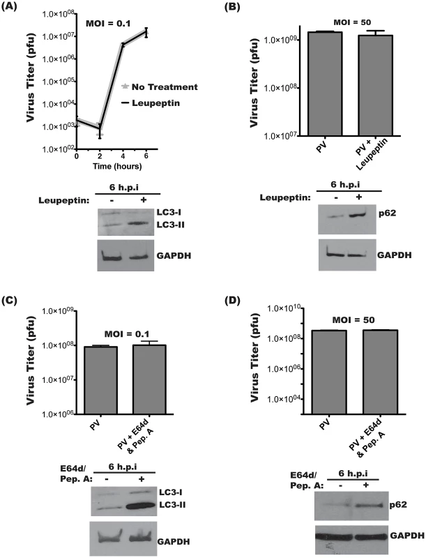 Intracellular poliovirus yields are not affected by lysosomal protease inhibitors.