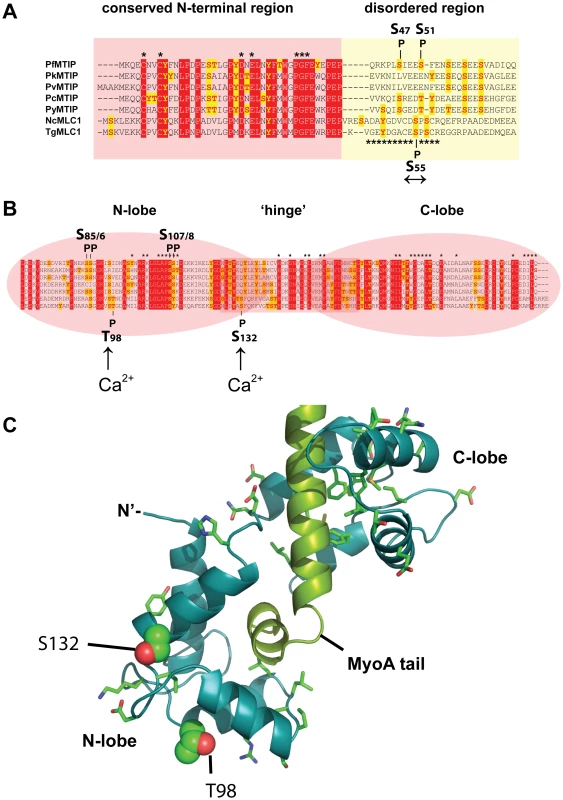 Predicted structure and phosphorylation of <i>Toxoplasma</i> MLC1.