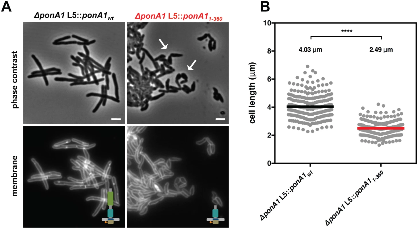 PonA1’s periplasmic domains modulate cell shape in mycobacteria.