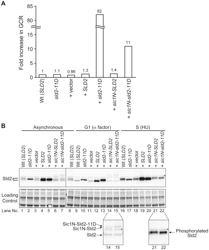 Extra Sld2-11D expression similar at endogenous level can induce GCR.