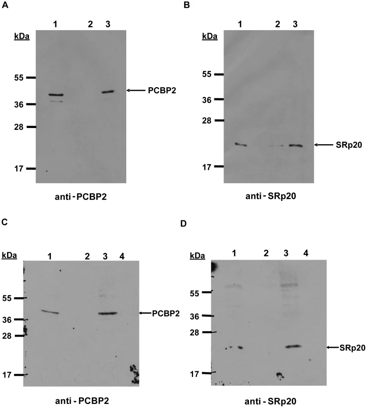 Interaction of PCBP2 and SRp20 on poliovirus stem-loop IV RNA.