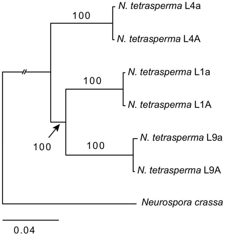 Phylogenetic relationship of the investigated lineages of <i>N. tetrasperma</i>.