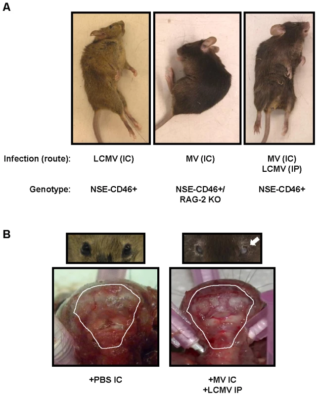 Postmortem examination of neuropathogenesis in co-infected mice shows signs of brain herniation.