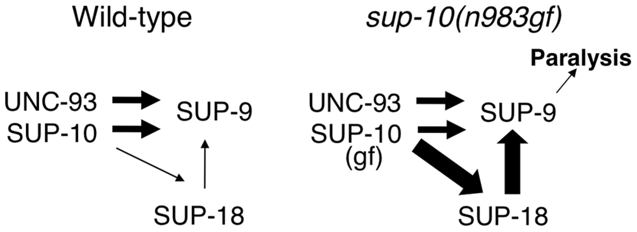 A model for activation of the SUP-9 channel by multiple subunits.