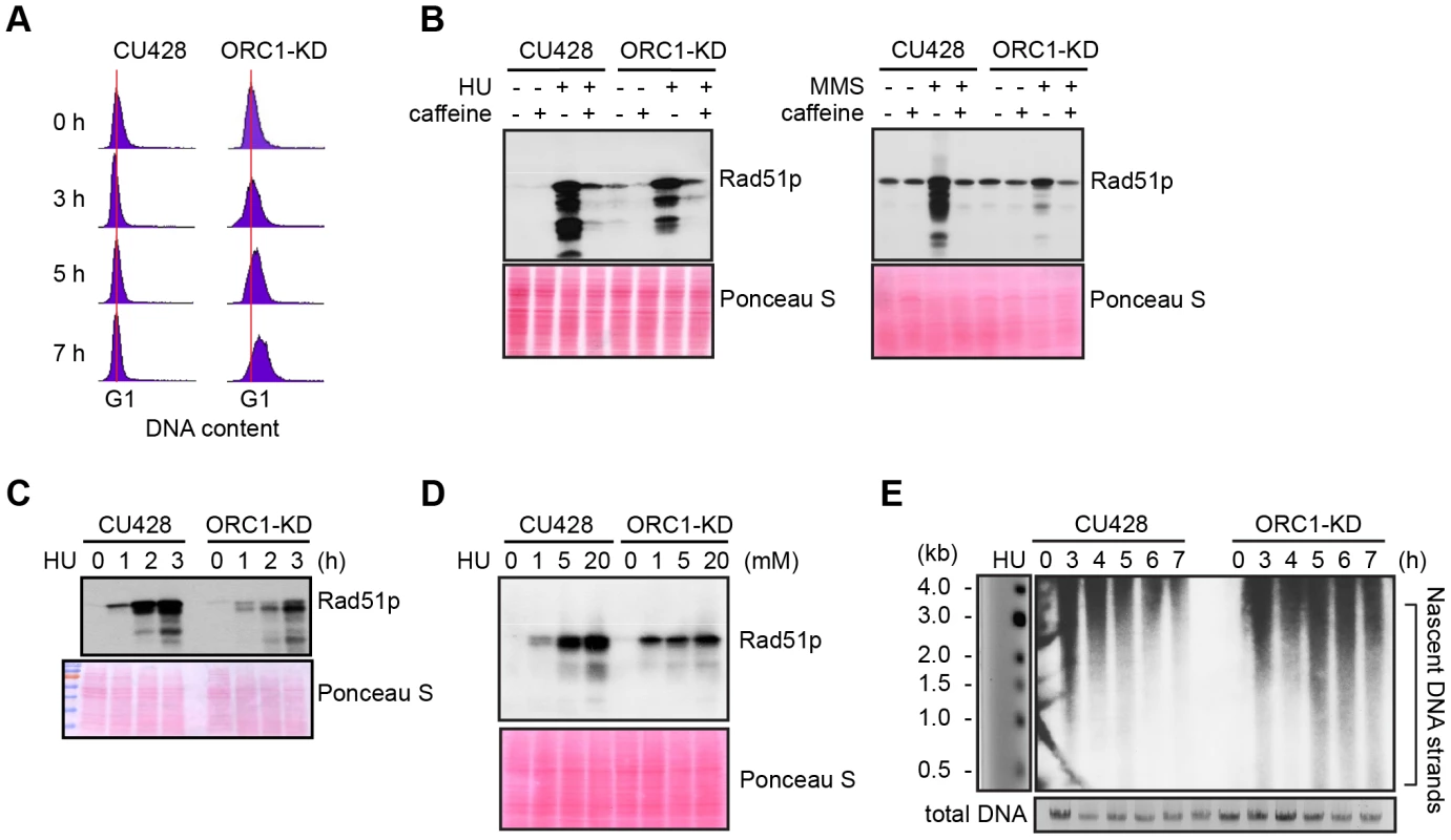 Abrogated intra-S phase checkpoint response in ORC1 knockdown cells.
