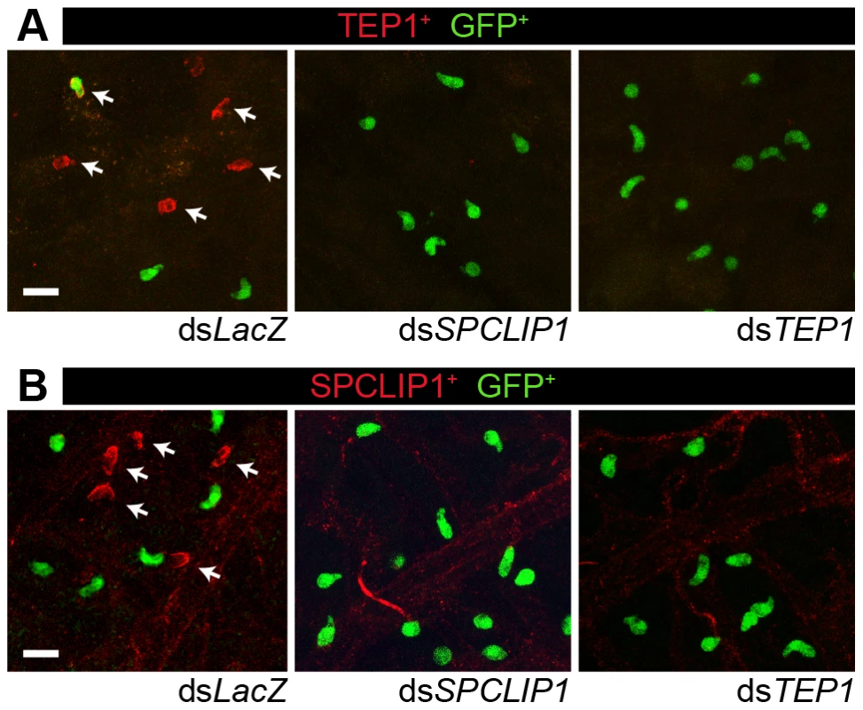 TEP1 and SPCLIP1 localization on dead parasites is mutually dependent.