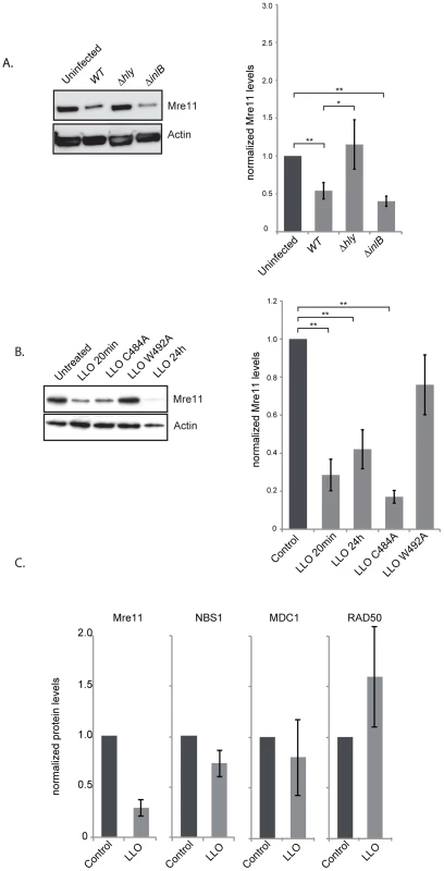 LLO induces a decrease in Mre11 protein levels.